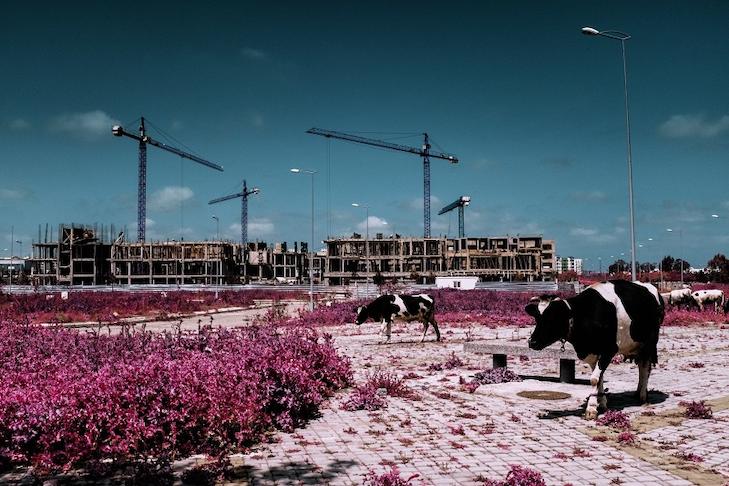 Alexey Shifman 15 Alexey Shifman 10