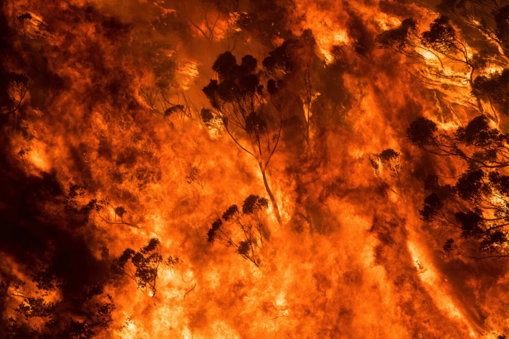 HAYDEN FOWLER 2 Artist and activist HAYDEN FOWLER on the Australian bushfires