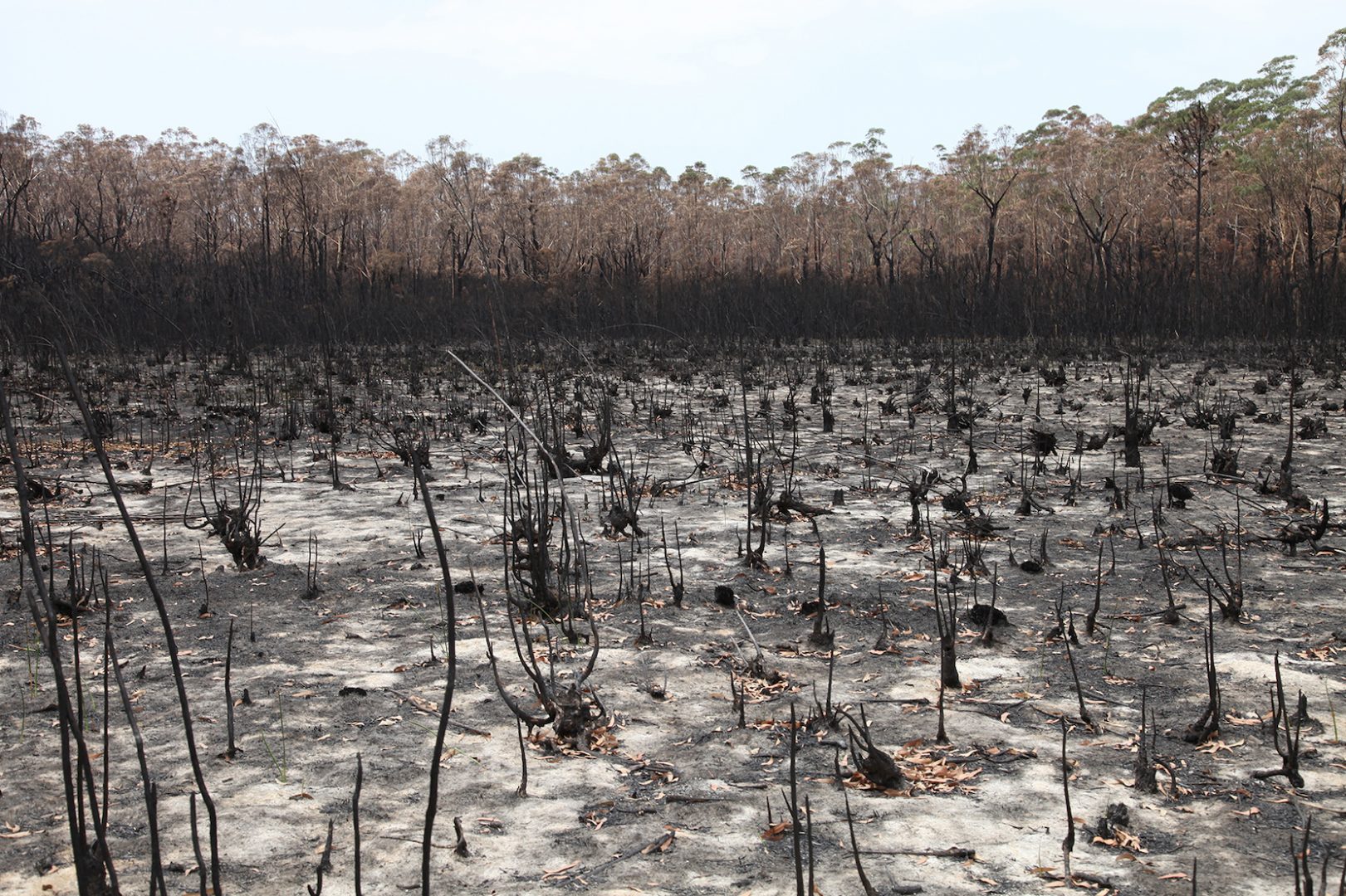 HAYDEN FOWLER 10 Estaurine Swamp with burnt forest in background, photo credit: Hayden Fowler
