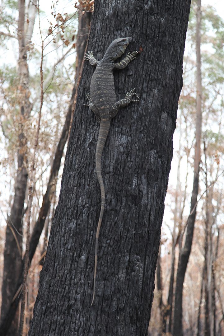 HAYDEN FOWLER 12 HAYDEN FOWLER 6