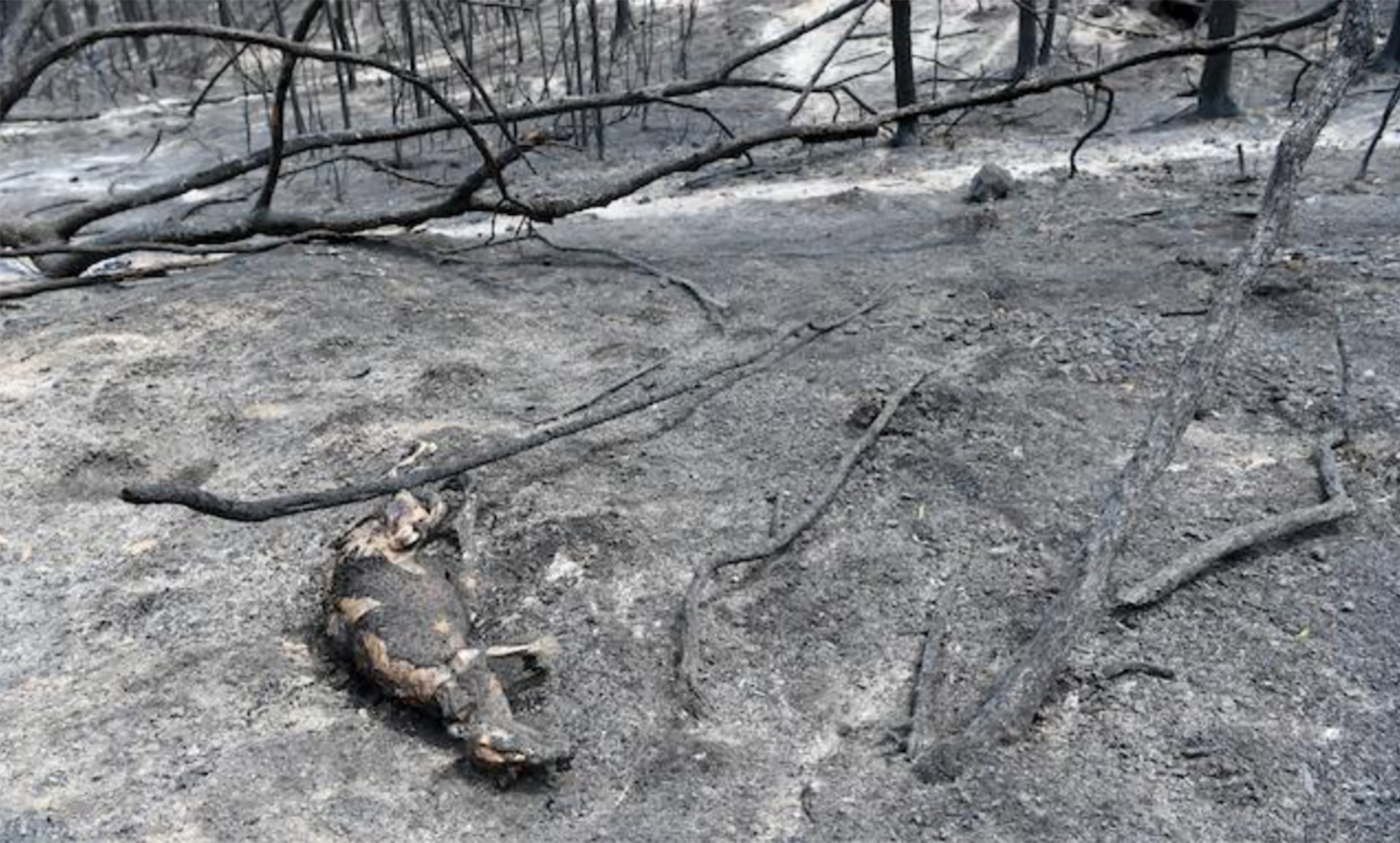 HAYDEN FOWLER 17 HAYDEN FOWLER 10