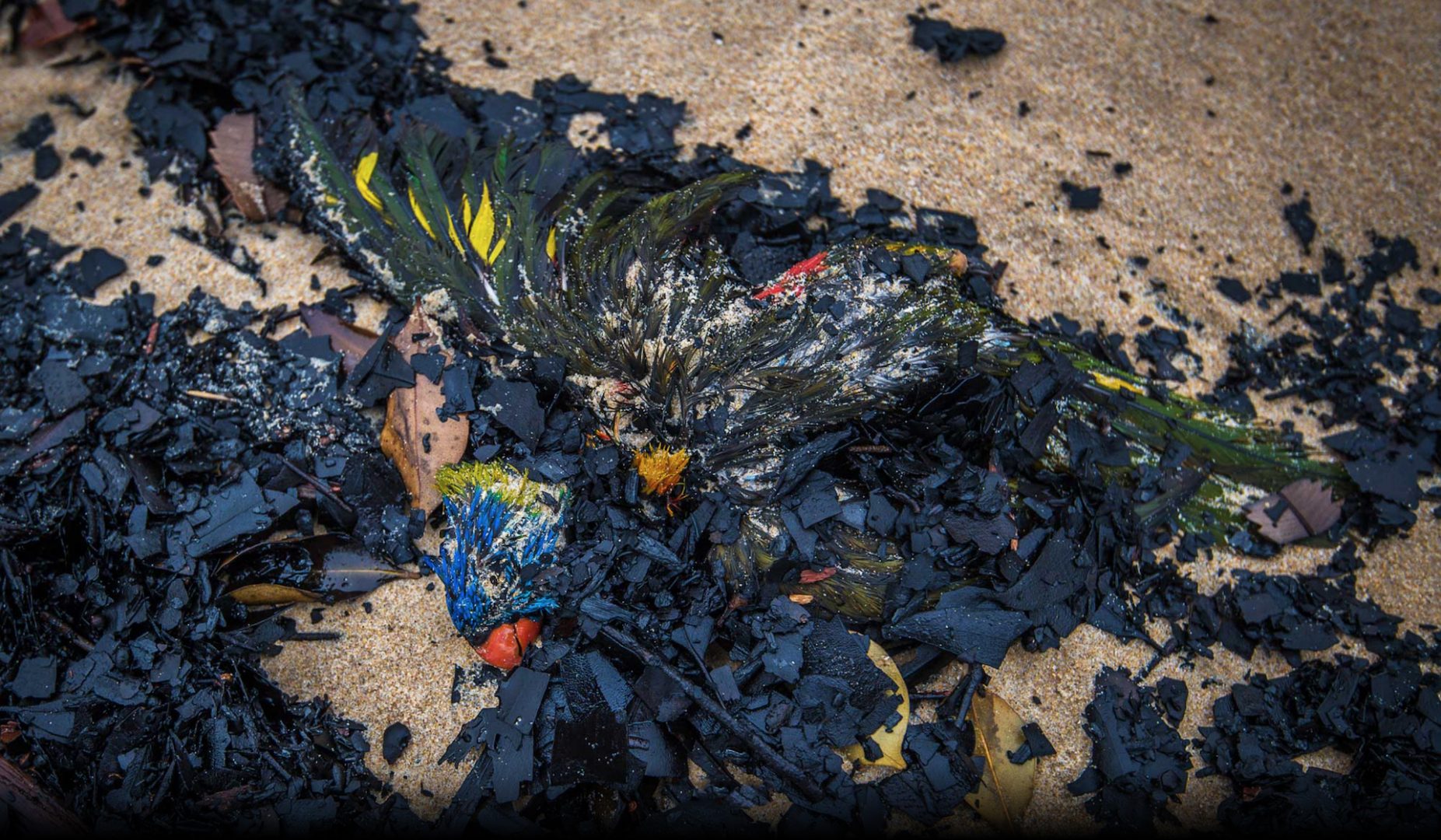 HAYDEN FOWLER 4 Thousands of birds, like this Rainbow Lorikeet, washed up dead amongst charcoal on Mallacoota beach, January 2020. Photo: Justin McManus.
