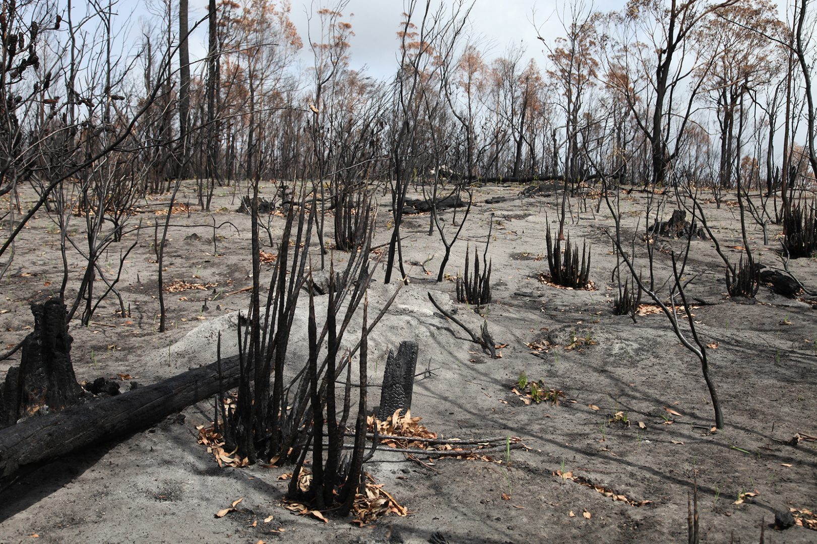 HAYDEN FOWLER 15 HAYDEN FOWLER 8