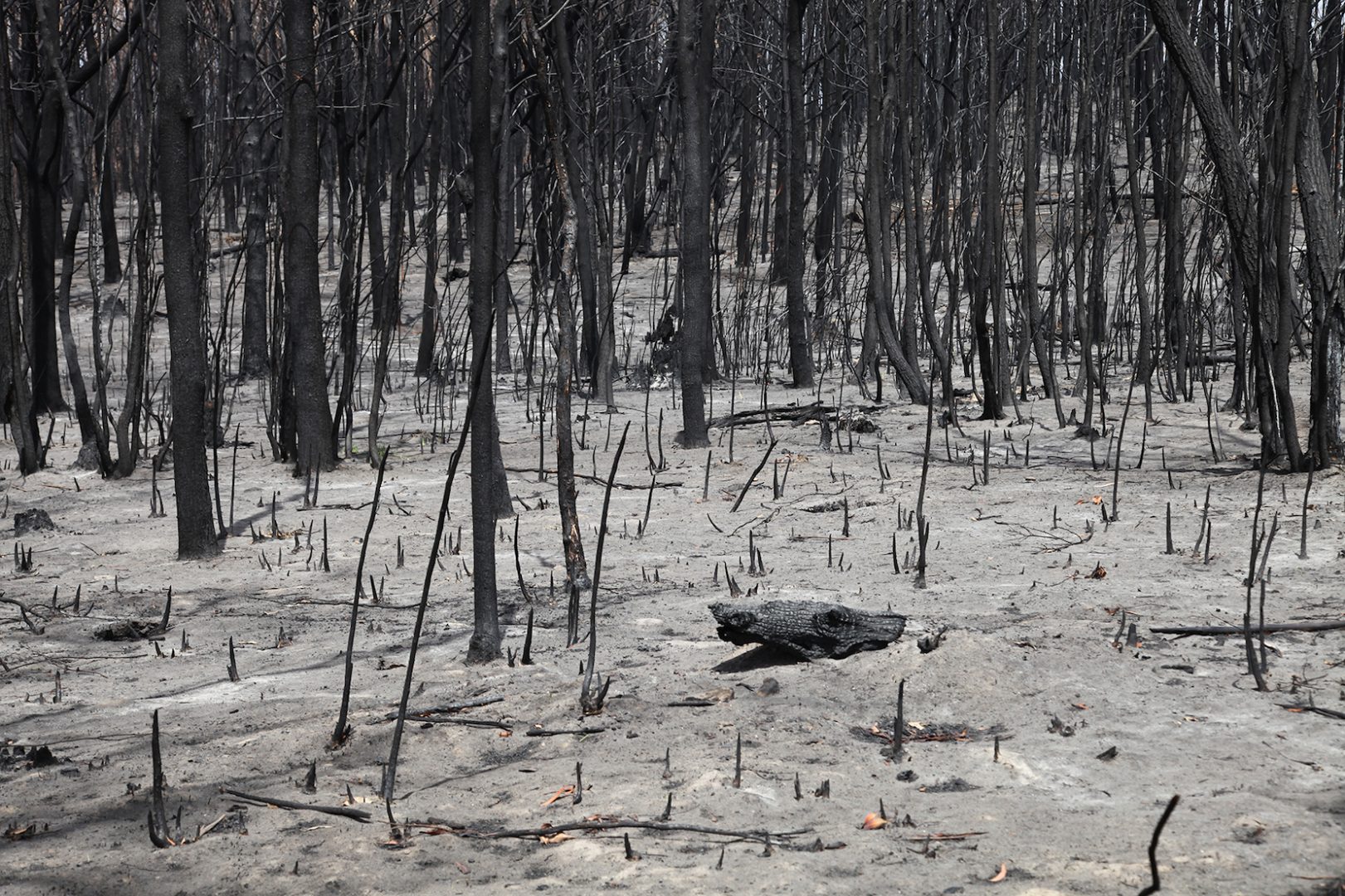 HAYDEN FOWLER 13 Areas with complete burning, including forest canopy, photo credit: Hayden Fowler