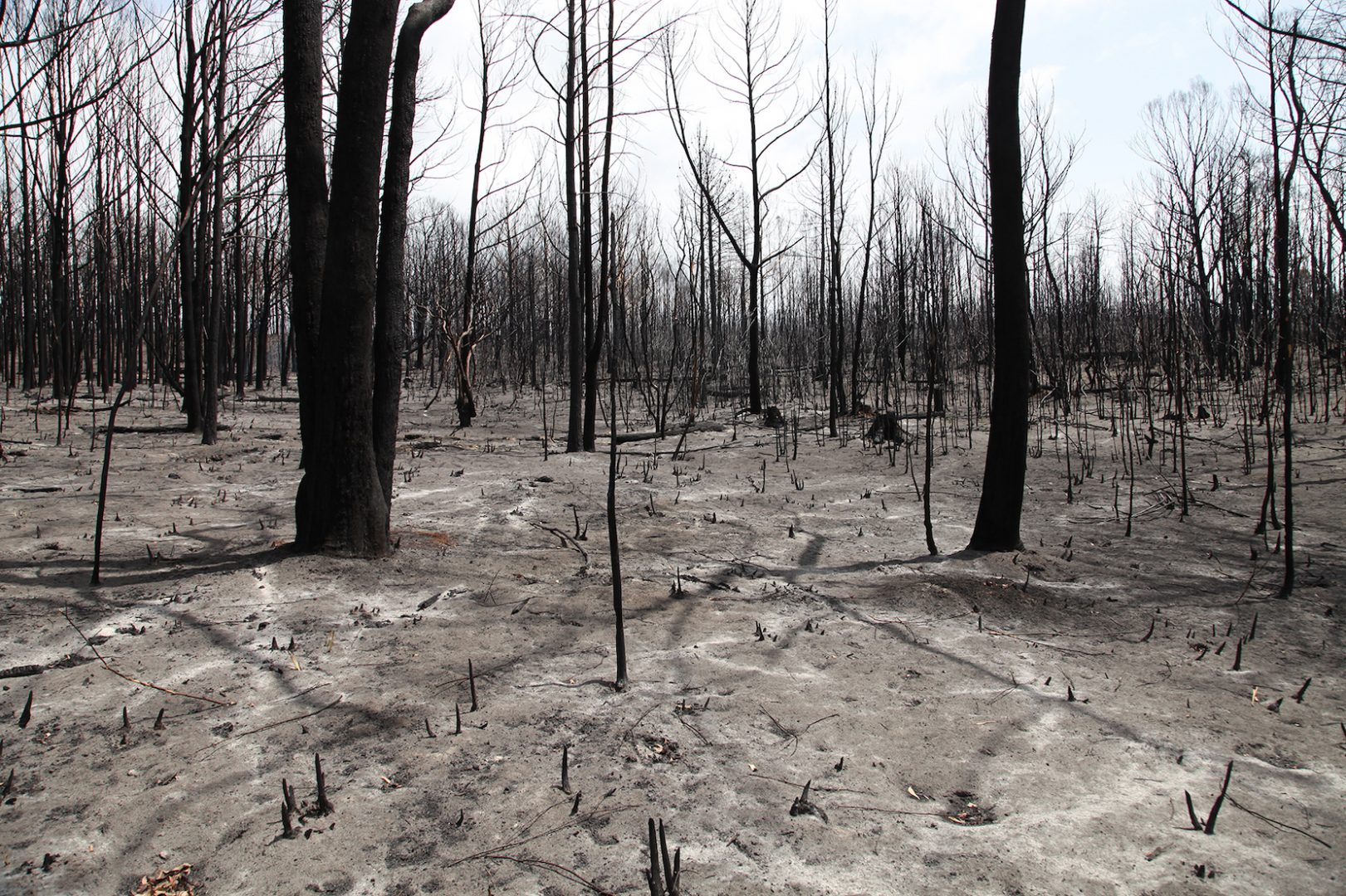 HAYDEN FOWLER 14 HAYDEN FOWLER 7