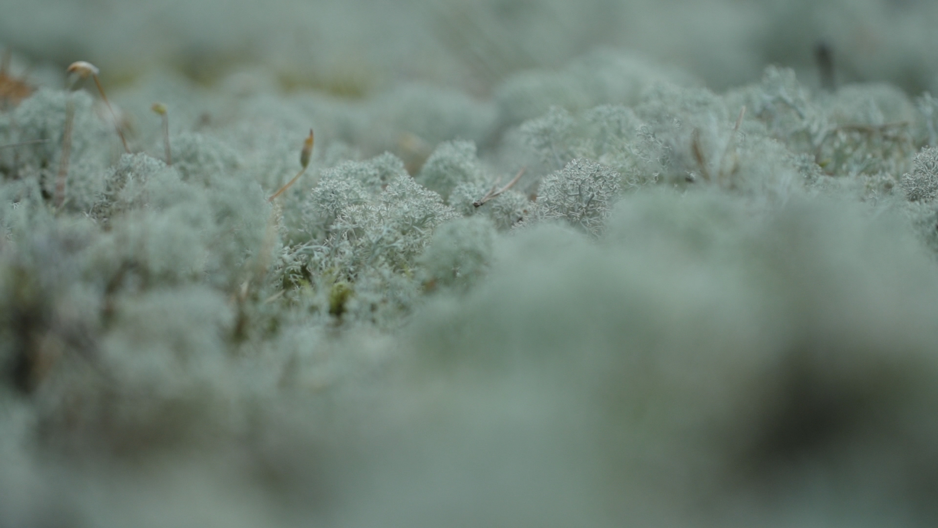 Filmstill Jenseits des Sichtbaren, Moos 