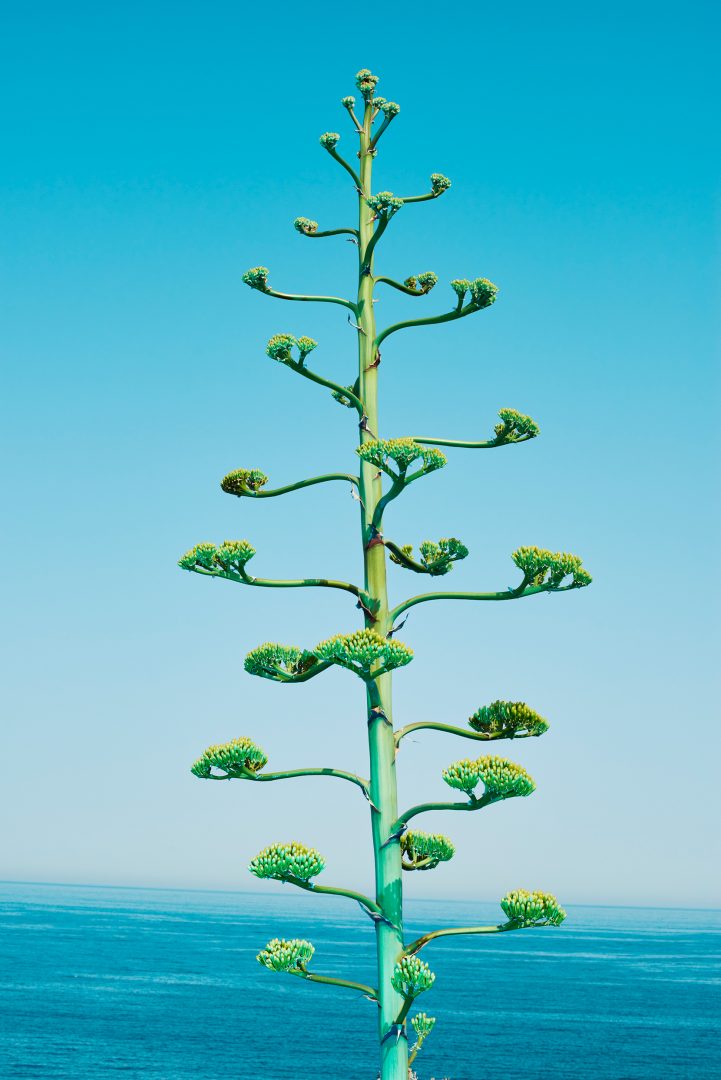 KOURTNEY ROY 20 KOURTNEY ROY 12