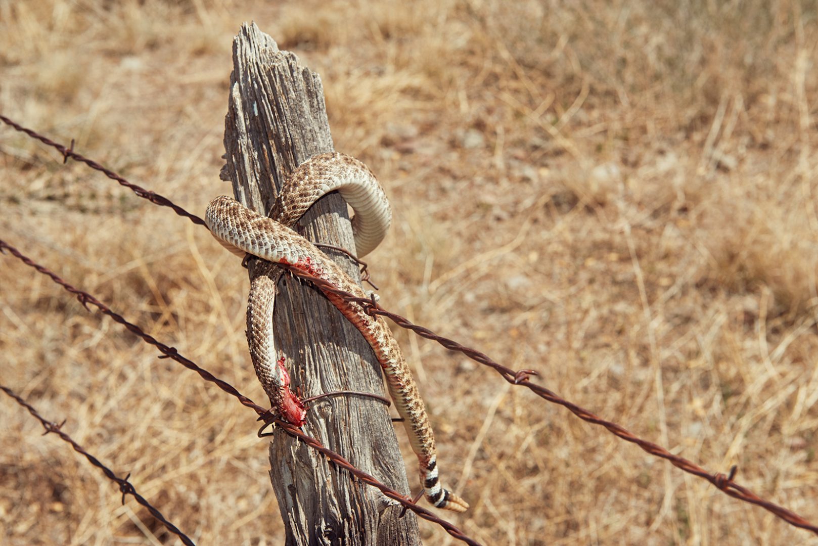 KOURTNEY ROY 16 Kourtney Roy, Désolés aucune disponibilité, Texas
