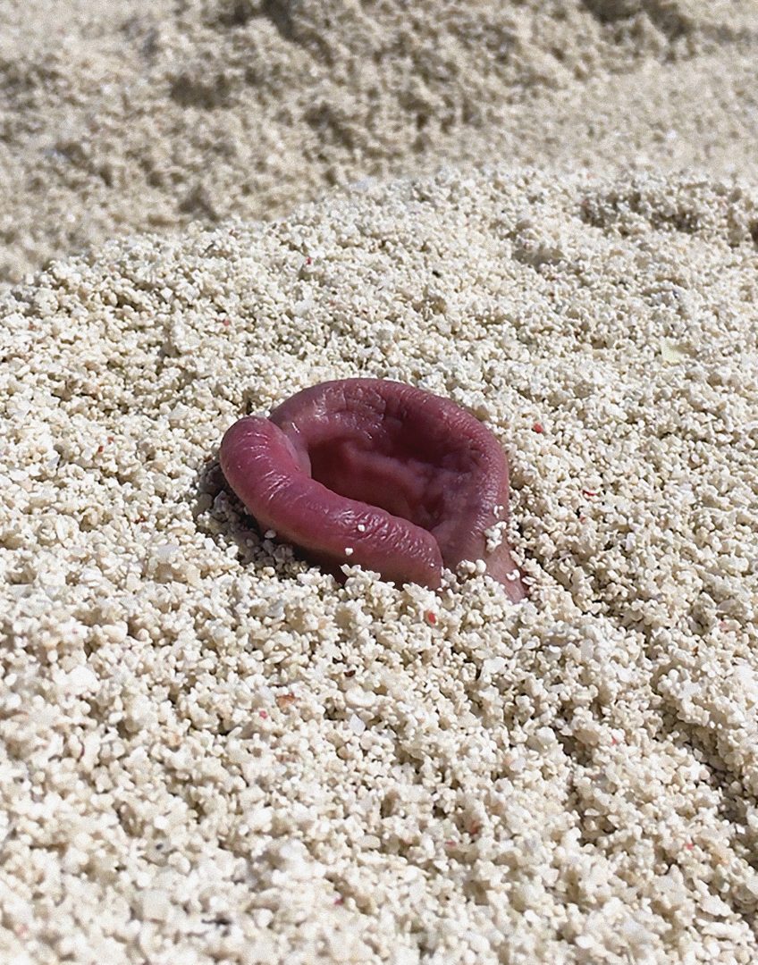 SHOUFAY DERZ 7 SHOUFAY DERZ 7